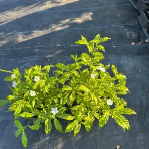 Pinwheel Jasmine Live Plant – White Flowers, 4 inch Pot – Outdoor Shrub - Image 7