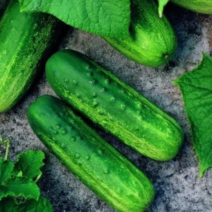 Pioneer F1 Cucumber Seeds - Non-GMO Heirloom Vegetable Seeds for Garden - Image 2