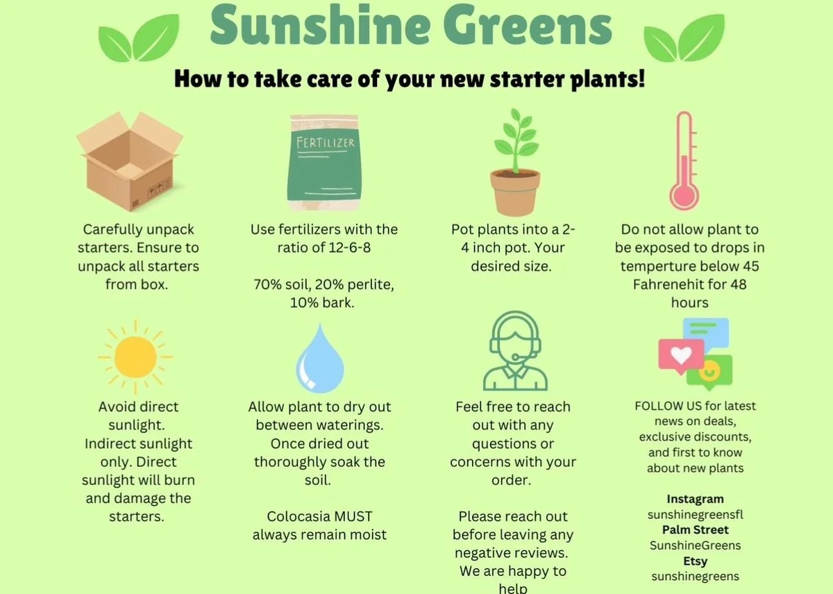 Piper Parmatum Sylvaticum Live Plant - Rare Houseplant Starter - Image 2