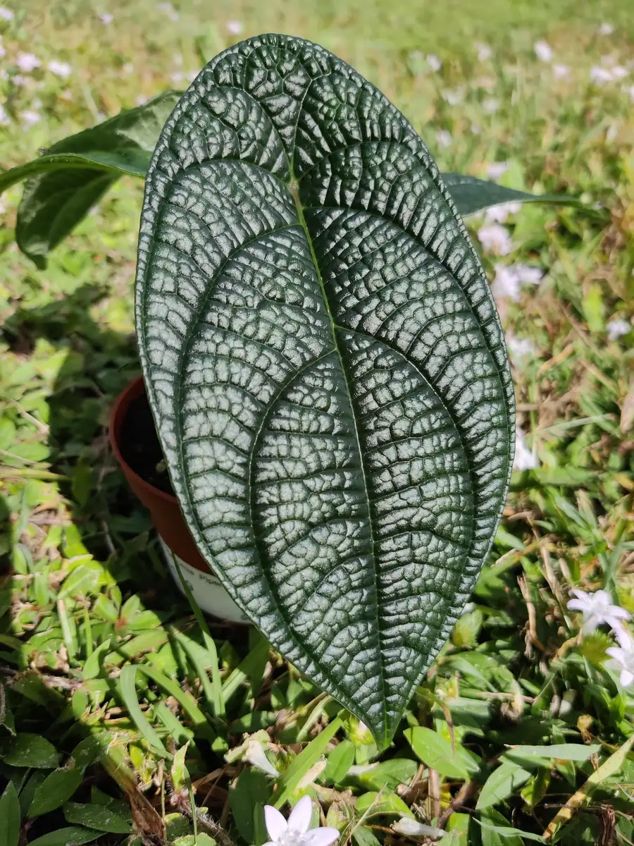 Piper Parmatum Sylvaticum Live Plant - Rare Houseplant Starter - Image 1