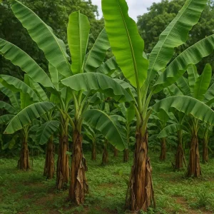 Plantain Plant Rhizome - Live Bare Root Perennial Herb - Image 2