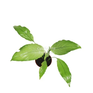 Platinum Mist Peace Lily Live Plant – 4 inch Pot – Indoor Houseplant - Image 2