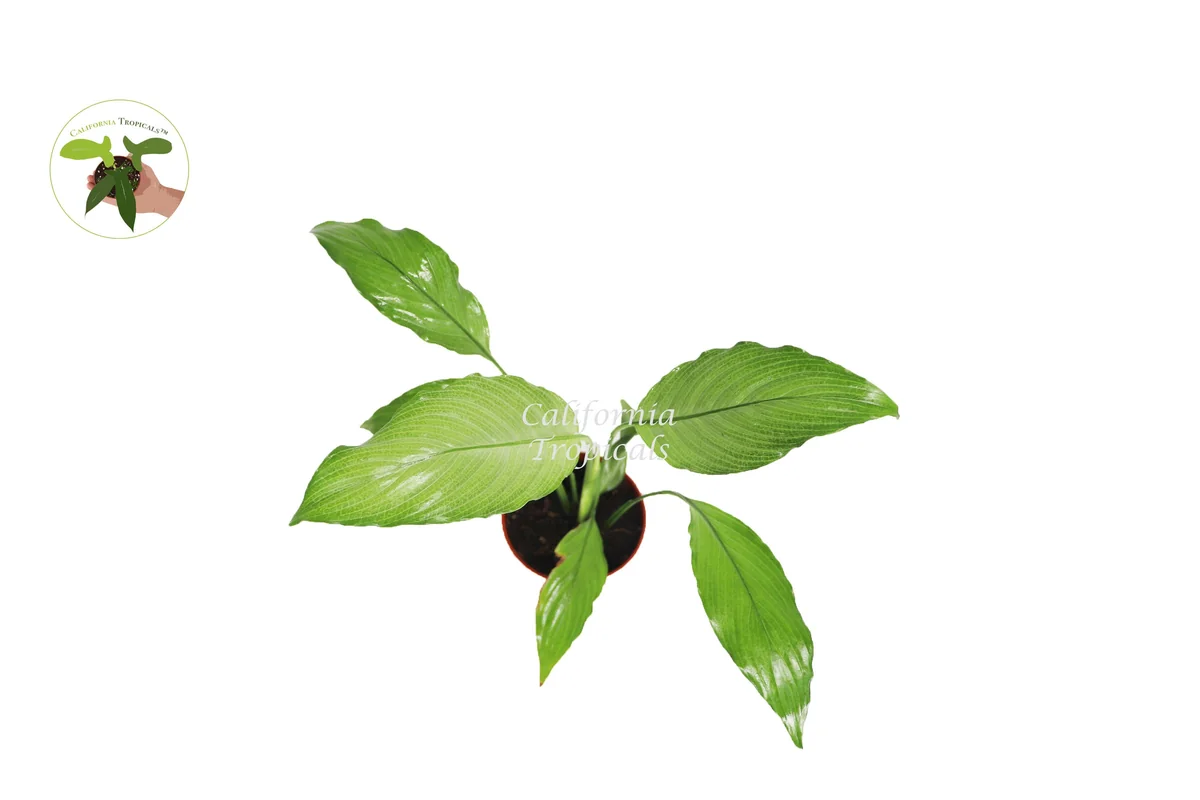 Platinum Mist Peace Lily Live Plant – 4 inch Pot – Indoor Houseplant - Image 2