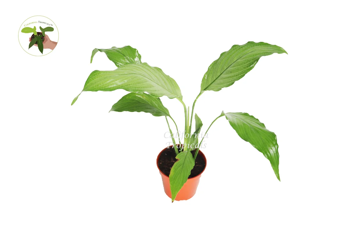 Platinum Mist Peace Lily Live Plant – 4 inch Pot – Indoor Houseplant - Image 1