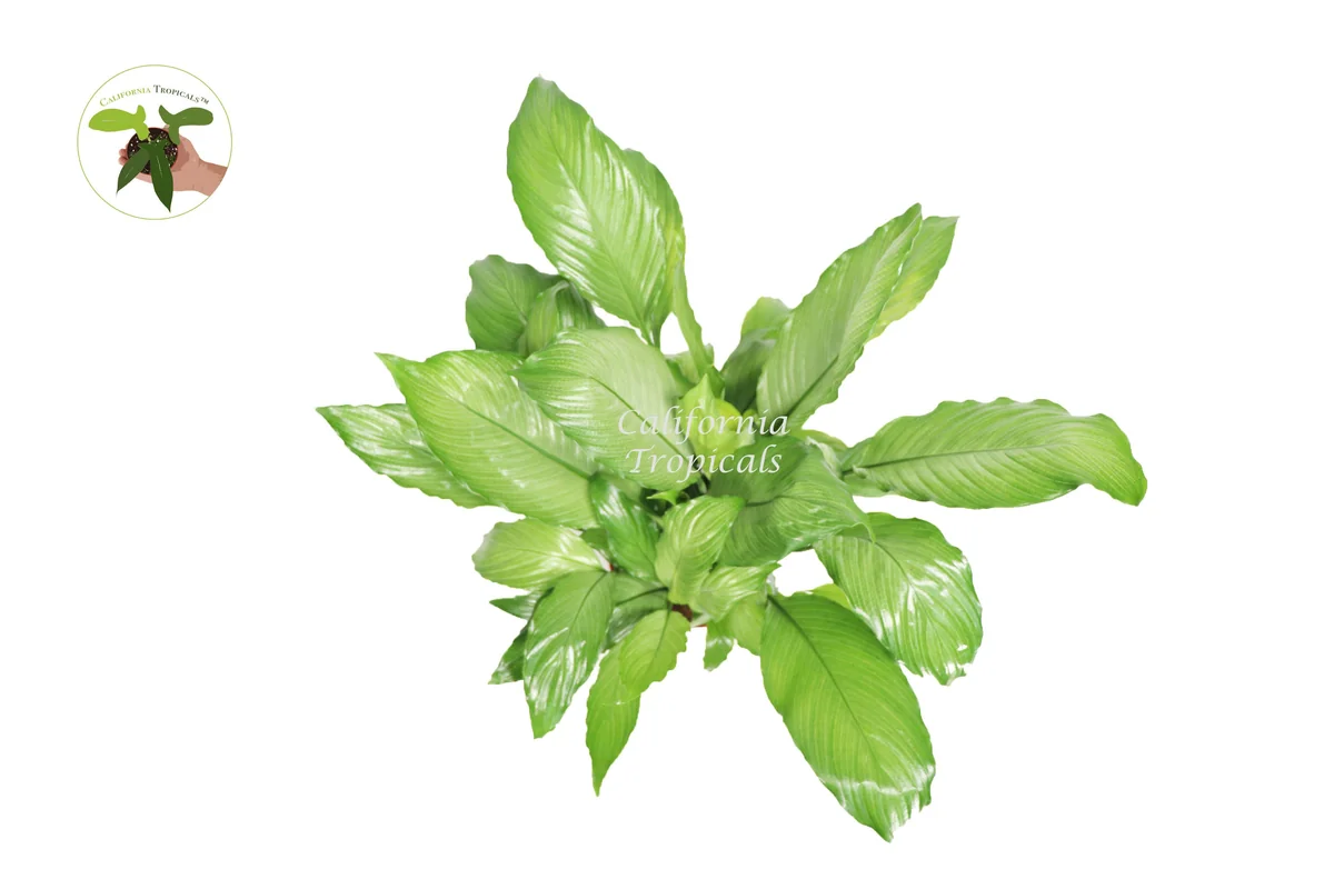 Platinum Mist Peace Lily Live Plant - 6 inch Pot - Indoor Houseplant - Image 2