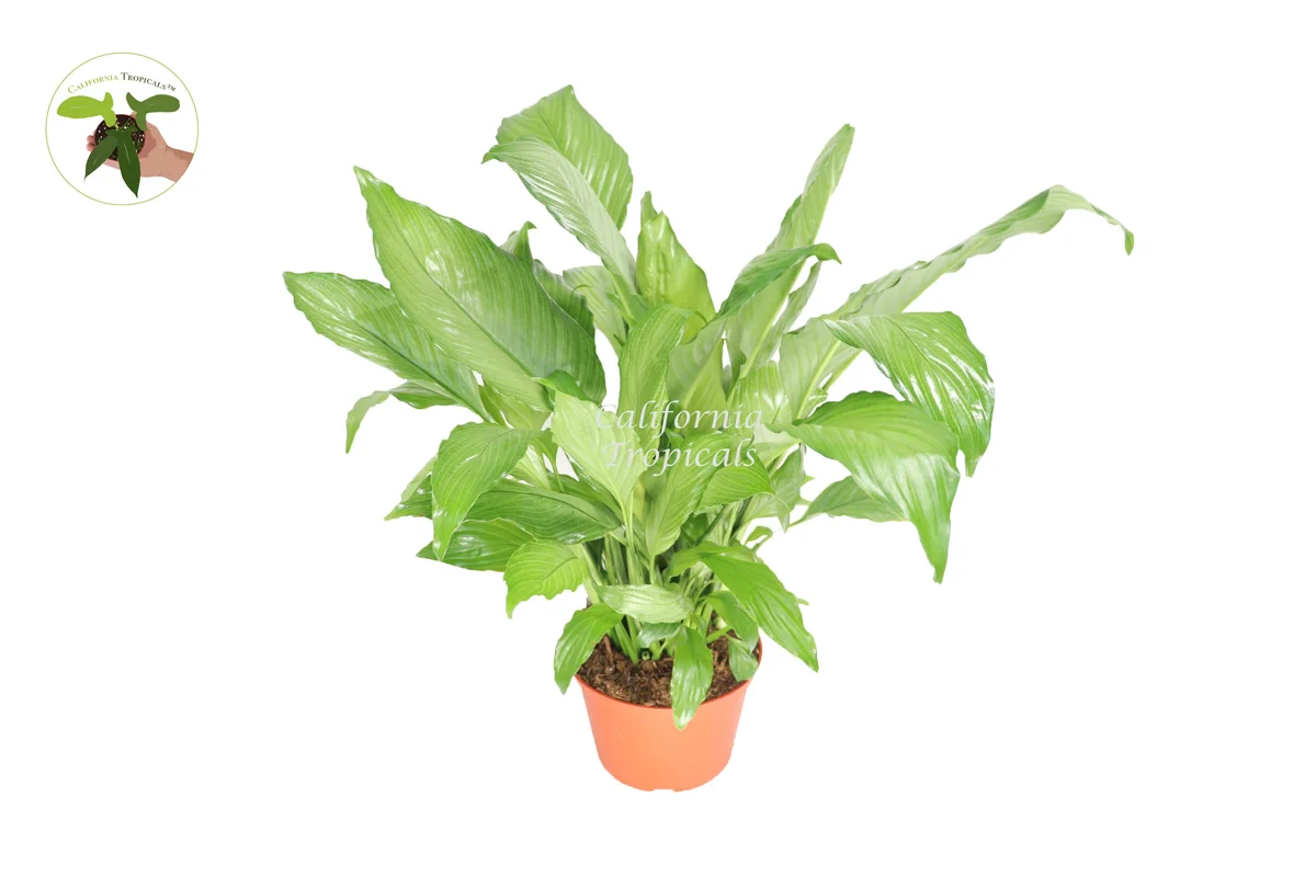 Platinum Mist Peace Lily Live Plant - 6 inch Pot - Indoor Houseplant - Image 1