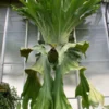 Platycerium Wandae Staghorn Fern Live Plant - Exotic Indoor Houseplant - Image 1