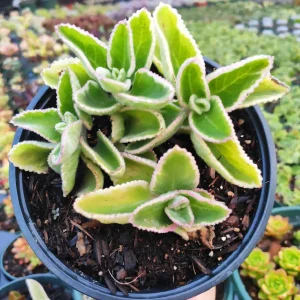 Plectranthus amboinicus Cuban Oregano Live Succulent Plant - Aromatic Herb - Image 3