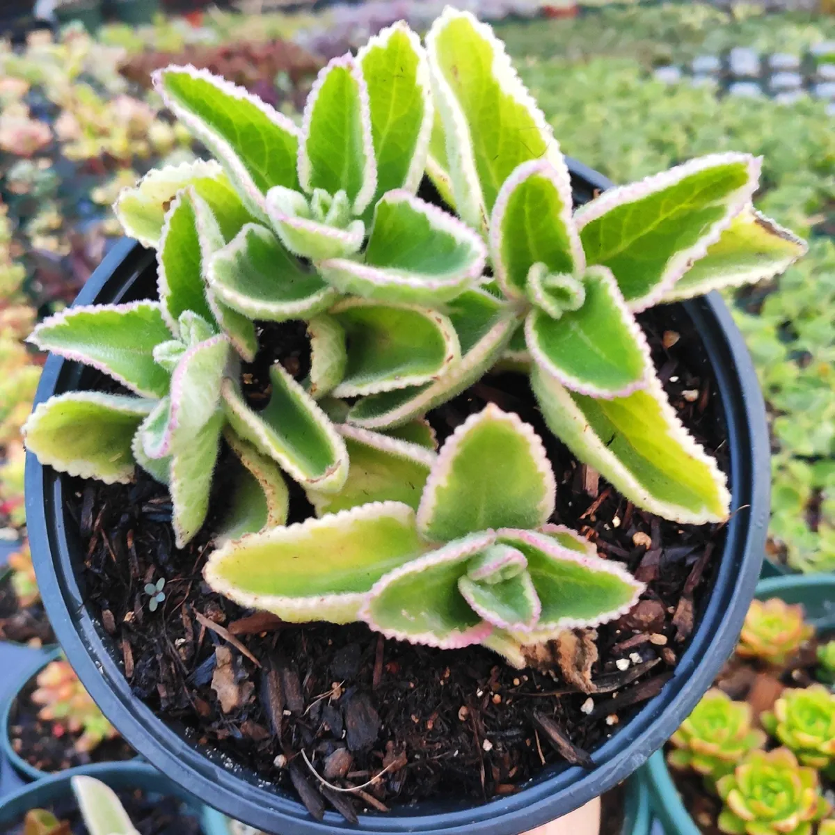 Plectranthus amboinicus Cuban Oregano Live Succulent Plant - Aromatic Herb - Image 3