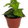 Plectranthus ernstii Live Plant – 2.5" Pot – Unique Caudex Succulent for Bonsai – Indoor House Plant - Image 1