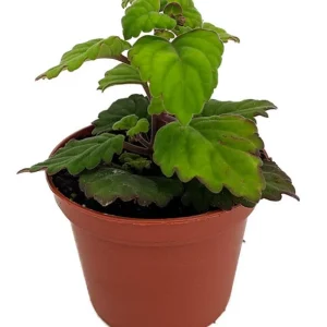 Plectranthus ernstii Live Plant – 2.5