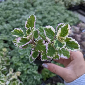 Plectranthus forsteri 'Marginatus' Variegated Swedish Ivy Live Plant - Easy Care Houseplant - Image 2