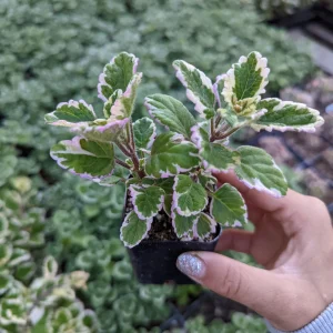 Plectranthus forsteri 'Marginatus' Variegated Swedish Ivy Live Plant - Easy Care Houseplant - Image 3