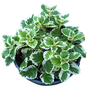 Plectranthus forsteri 'Marginatus' Variegated Swedish Ivy Live Plant - Easy Care Houseplant - Image 6