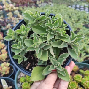 Plectranthus neochilus Mike's Fuzzy Wuzzy Succulent Live Plant - Image 10