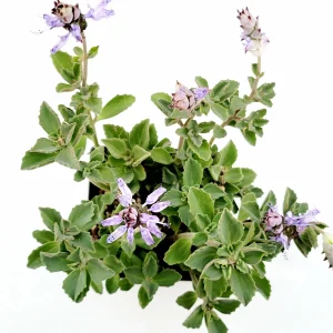 Plectranthus neochilus Mike's Fuzzy Wuzzy Succulent Live Plant - Image 2