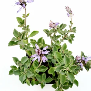 Plectranthus neochilus Mike's Fuzzy Wuzzy Succulent Live Plant - Image 1