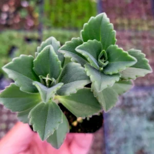 Plectranthus neochilus Mike's Fuzzy Wuzzy Succulent Live Plant - Image 4