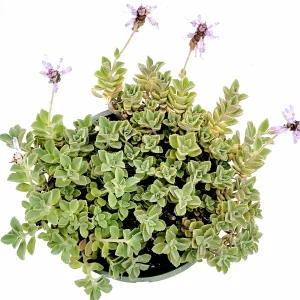 Plectranthus neochilus Mike's Fuzzy Wuzzy Succulent Live Plant - Image 6