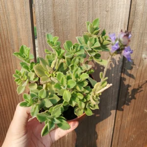 Plectranthus neochilus Mike's Fuzzy Wuzzy Succulent Live Plant - Image 8