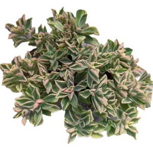 Plectranthus neochilus Variegated 'Mike's Fuzzy Wuzzy' Succulent Plant - Image 5