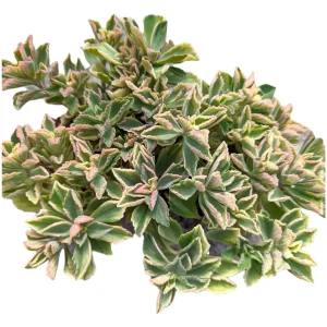 Plectranthus neochilus Variegated 'Mike's Fuzzy Wuzzy' Succulent Plant - Image 6