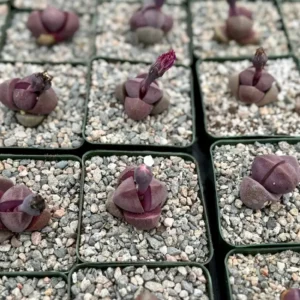 Pleiospilos Royal Flush Live Succulent Plant – Purple Lithop in 3 inch pot - Image 2