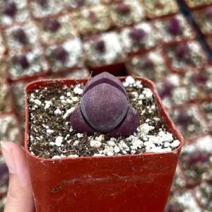 Pleiospilos Royal Flush Live Succulent Plant – Purple Lithop in 3 inch pot - Image 3