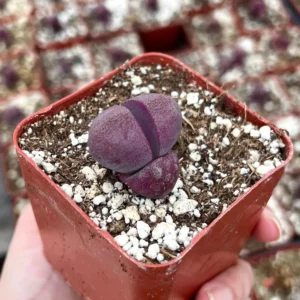 Pleiospilos Royal Flush Live Succulent Plant – Purple Lithop in 3 inch pot - Image 1