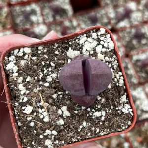 Pleiospilos Royal Flush Live Succulent Plant – Purple Lithop in 3 inch pot - Image 5