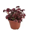 Plum Crazy Oxalis Live Plant – Purple Maroon Foliage – 2.5 inch Pot – Indoor/Outdoor - Image 1