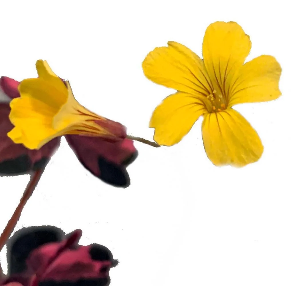 Plum Crazy Oxalis Live Plant – Purple Maroon Foliage – 2.5 inch Pot – Indoor/Outdoor - Image 3