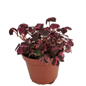 Plum Crazy Oxalis Live Plant – Purple Maroon Foliage – 2.5 inch Pot – Indoor/Outdoor - Image 1
