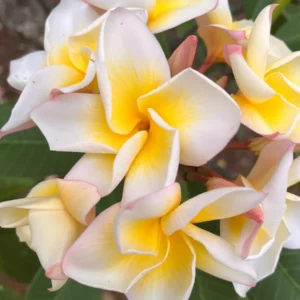 Plumeria Cindy Moragne Unrooted Cutting - Yellow Frangipani Tropical Plant 10-12 in - Image 2