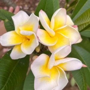 Plumeria Cindy Moragne Unrooted Cutting - Yellow Frangipani Tropical Plant 10-12 in - Image 3