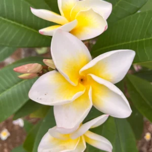Plumeria Cindy Moragne Unrooted Cutting - Yellow Frangipani Tropical Plant 10-12 in - Image 1