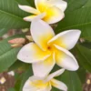 Plumeria CINDY MORAGNE Yellow Unrooted Cutting 10-12 in Tropical Exotic Plant - Image 1