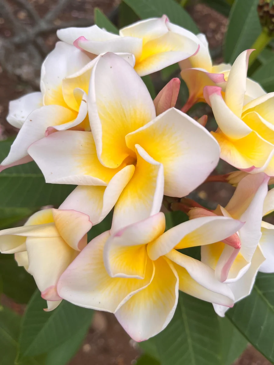 Plumeria CINDY MORAGNE Yellow Unrooted Cutting 10-12 in Tropical Exotic Plant - Image 2