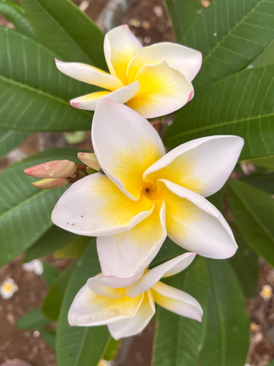 Plumeria CINDY MORAGNE Yellow Unrooted Cutting 10-12 in Tropical Exotic Plant - Image 1