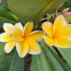 Plumeria 'Heidi' Unrooted Cutting, Fragrant Frangipani, 10-12 inch, Tropical Flower - Image 1