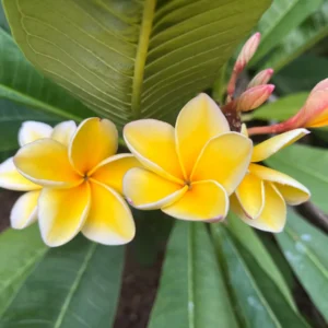 Plumeria 'Heidi' Unrooted Cutting, Fragrant Frangipani, 10-12 inch, Tropical Flower - Image 3