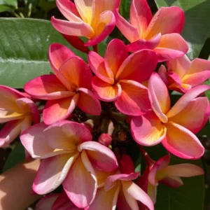 Plumeria Rubra Unrooted Cutting - 10-12 in Tropical Frangipani Plant - Image 2
