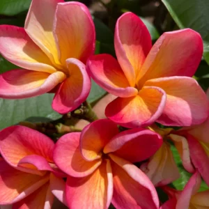 Plumeria Rubra Unrooted Cutting - 10-12 in Tropical Frangipani Plant - Image 1