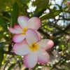 Plumeria Unrooted Cutting 10-12 inch - Fragrant Hawaiian Tropical Plant - Image 1