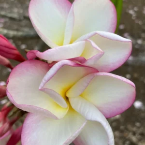 Plumeria Unrooted Cutting 10-12 inch - Fragrant Hawaiian Tropical Plant - Image 2