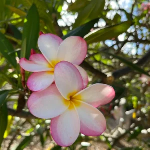 Plumeria Unrooted Cutting 10-12 inch - Fragrant Hawaiian Tropical Plant - Image 1