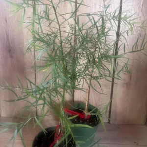 Podocarpus Gracilior Live Plant - African Fern Pine in 6 inch Pot, Indoor/Outdoor Evergreen - Image 4