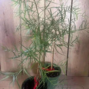 Podocarpus Gracilior Live Plant - African Fern Pine in 6 inch Pot, Indoor/Outdoor Evergreen - Image 6