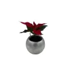 Poinsettia Live Plant - 2 inch Pot - Festive Holiday Decor Indoor - Image 1