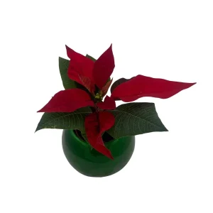 Poinsettia Live Plant in Green Globe Planter - 2 inch Pot - Festive Decor - Image 2